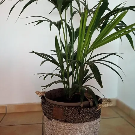 Mafasca Corralejo