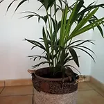 Mafasca Corralejo